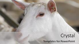  Presentation with dairy - Amazing slides having saanen dairy goat portrait - purebred backdrop and a light gray colored foreground