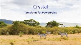  Presentation with animal nature - Slide set enhanced with sabana - animal nature and wildlife concept background and a sky blue colored foreground