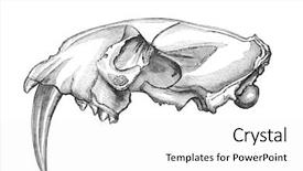  Presentation with skull - Audience pleasing theme consisting of sabers - skull of a machairodus sabre-toothed backdrop and a white colored foreground