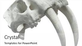  Presentation with skull - Audience pleasing slide set consisting of sabers - smilodon skull isolated with clipping backdrop and a white colored foreground