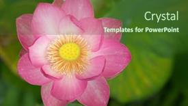  Presentation with mountains and the sacred geometry - Presentation theme with sacred-lotus-nelumbo-nucifera-closeup background and a tawny brown colored foreground