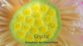  Presentation with lotus flower - Colorful presentation enhanced with sacred-lotus-nelumbo-nucifera-flower backdrop and a yellow colored foreground