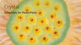  Presentation with lotus flower - Slide deck enhanced with sacred-lotus-nelumbo-nucifera-flower background and a yellow colored foreground