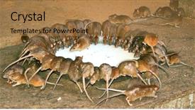  Presentation with rats - Presentation theme enhanced with sacred rats drinking milk background and a coral colored foreground