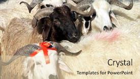  Presentation with sacrifice - Audience pleasing PPT layouts consisting of sacrifice - close up image of sheep backdrop and a lemonade colored foreground