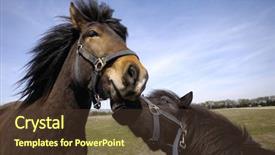  Presentation with horse - Beautiful slide set featuring sad and angry horses one backdrop and a  colored foreground