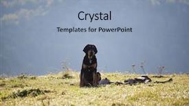  Presentation with sad dog abandoned dogs - Presentation theme with sad bloodhound in the mountain background and a light blue colored foreground