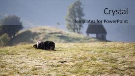  Presentation with sad dog abandoned dogs - Presentation having sad bloodhound in the mountain background and a seafoam green colored foreground