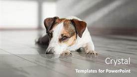  Presentation with sick dog - Presentation having sad-bored-dog-is-lying background and a gray colored foreground