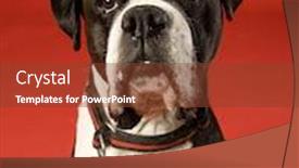  Presentation with boxer - Colorful slides enhanced with sad boxer on red background backdrop and a tawny brown colored foreground