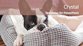  Presentation with french revolution in tourism - PPT theme having sad dog - adorable french bulldog background and a coral colored foreground