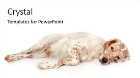  Presentation with english - Beautiful PPT layouts featuring sad dog - beautiful english setter with brown backdrop and a white colored foreground