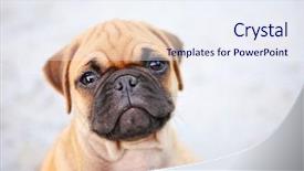  Presentation with cute christmas pug puppy dog - Colorful slide deck enhanced with sad dog - cute chihuahua pug mix puppy backdrop and a sky blue colored foreground