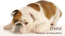  Presentation with sad dog abandoned dogs - Theme featuring sad dog - english bulldog laying background and a lemonade colored foreground