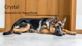  Presentation with german - Beautiful PPT theme featuring sad dog - five month german shepherd puppy backdrop and a gold colored foreground