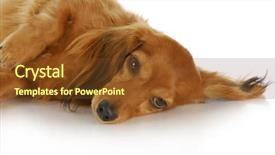  Presentation with dachshund - Amazing theme having sad dog - long haired miniature dachshund laying backdrop and a tawny brown colored foreground