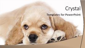  Presentation with puppy english cocker spaniel - PPT layouts featuring sad dog - puppy american cocker spaniel breed background and a white colored foreground