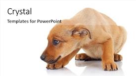  Presentation with hands down - PPT layouts enhanced with sad dog - young fashion man looking down background and a white colored foreground