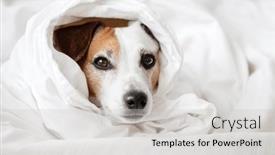  Presentation with sick dog - Theme enhanced with sad-dog-got-sick and a light gray colored foreground