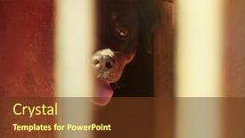  Presentation with animal shelter - Cool new presentation design with sad dog hiding in kennel of animal shelter cage close up view backdrop and a tawny brown colored foreground
