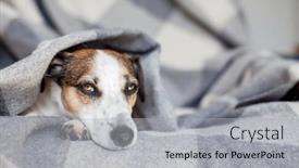  Presentation with sick dog - Theme having sad-dog-under-warm-blanket and a light gray colored foreground
