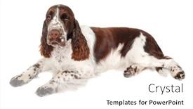 Presentation with english - Presentation design consisting of sad-english-springer-spaniel-dog background and a white colored foreground