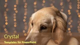  Presentation with studio lights - Colorful slide set enhanced with sad-golden-retriever-dog-holding backdrop and a tawny brown colored foreground