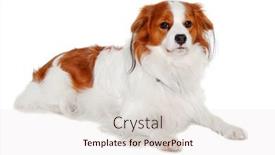  Presentation with clean - PPT theme with sad-kooiker-dog-resting background and a lemonade colored foreground