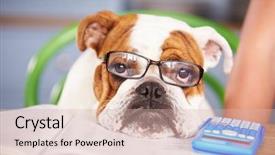  Presentation with british - Audience pleasing slide set consisting of sad looking british bulldog pretending backdrop and a  colored foreground