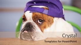  Presentation with wearing swimming goggles and cap - PPT theme having sad looking british bulldog wearing background and a  colored foreground