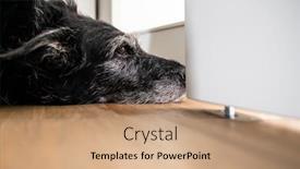  Presentation with waiting - Amazing PPT layouts having sad-looking-dog-is-waiting backdrop and a coral colored foreground