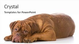 Presentation with sad dog abandoned dogs - Presentation consisting of sad looking dogue de bordeaux background and a white colored foreground