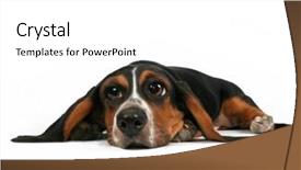  Presentation with basset hound - Theme with sad puppy - basset hound lying down background and a white colored foreground