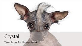  Presentation with medicina tradicional chinesa chinese herb - Slide set featuring sad puppy - close-up of a chinese crested background and a  colored foreground