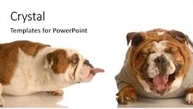  Presentation with bullying - Amazing presentation theme having sad puppy - english bulldog sticking tongue backdrop and a white colored foreground