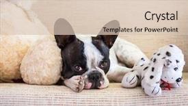  Presentation with gummy bear gummy bears - PPT theme having sad puppy - french bulldog lying with his background and a lemonade colored foreground