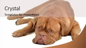  Presentation with french revolution in tourism - Colorful PPT layouts enhanced with sad puppy - french mastiff lying isolated backdrop and a soft green colored foreground