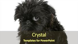  Presentation with navratri festival front page pdf - Beautiful slides featuring sad puppy - griffon bruxellois 3 months backdrop and a tawny brown colored foreground