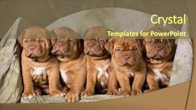  Presentation with old - Theme consisting of sad puppy - litter of dogue de bordeaux background and a violet colored foreground