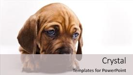  Presentation with dog and cat - Slide deck with sad puppy - little dog on white background background and a light gray colored foreground