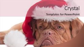  Presentation with super hero dog red - Amazing theme having sad puppy - lying dogue de bordeaux backdrop and a coral colored foreground