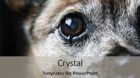  Presentation with sad - Cool new slides with sad puppy - old chihuahua eye backdrop and a light gray colored foreground