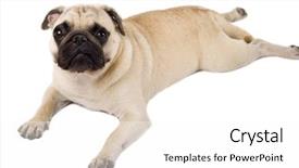  Presentation with puppy - Slides having sad puppy - picture of a pug lying background and a white colored foreground