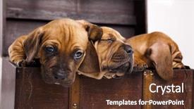  Presentation with dachshund - Theme with sad puppy - puppies amstaff dachshund background and a  colored foreground