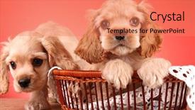  Presentation with puppy english cocker spaniel - Cool new presentation theme with sad puppy - puppies cocker spaniel backdrop and a  colored foreground