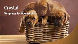 Presentation with wicker - Slide set consisting of sad puppy - puppies wicker basket background and a  colored foreground
