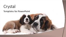  Presentation with together we - PPT theme with sad puppy - two saint bernard puppies together background and a white colored foreground