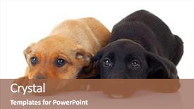  Presentation with hands down - Cool new slides with sad puppy - young fashion man looking down backdrop and a tawny brown colored foreground