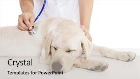  Presentation with veterinary - PPT theme with sad puppy - young female veterinary taking care background and a soft green colored foreground