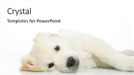  Presentation with sad - Slide set consisting of sad puppy lying background and a white colored foreground